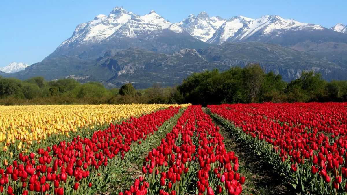 altText(Los espectaculares campos de tulipanes de la Patagonia)}