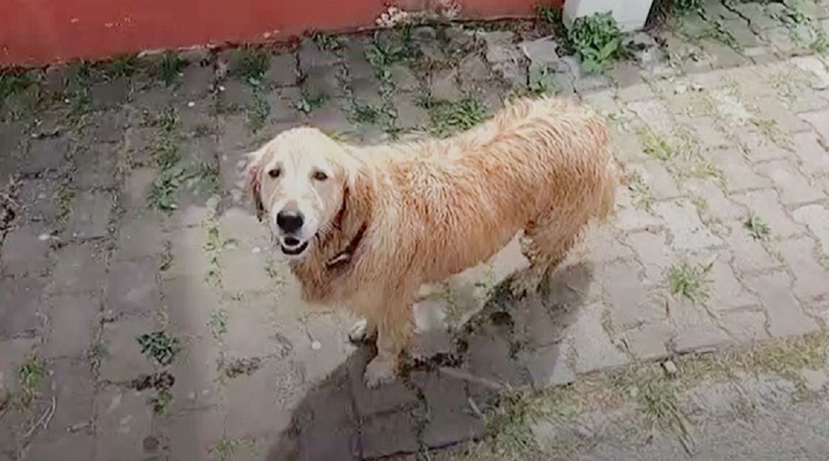 <p>Perro Golden Retriever</p>