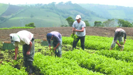 Conferencia de la FAO analizará la transformación de los sistemas agroalimentarios