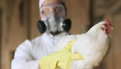 Detectaron nuevos casos de influenza aviar en distintas provincias