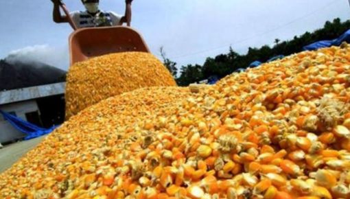 altText(AFIP incautó 650 toneladas de maíz sin documentación en Córdoba)}