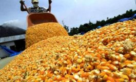AFIP incautó 650 toneladas de maíz sin documentación en Córdoba