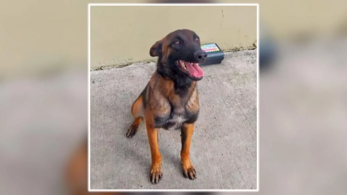 Colombia: intensa búsqueda de Wilson, clave en el rescate de los niños