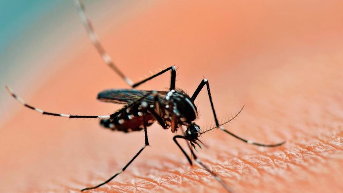 altText(Brasil registró más de un millón de casos de dengue en lo que va del año)}
