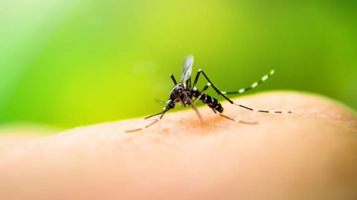 altText(El dengue no afloja: ya suma 230.000 casos y 161 muertos)}