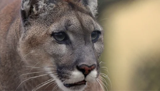 Buscan legalizar la crueldad contra pumas, zorros y otros animales autóctonos