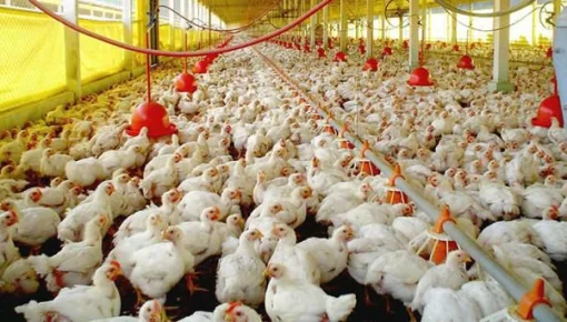 Tambalea la principal productora de pollos del país: quieren echar a 700 personas