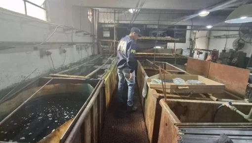 Contaminación: clausuran una empresa en Vicente López por altos niveles de cianuro