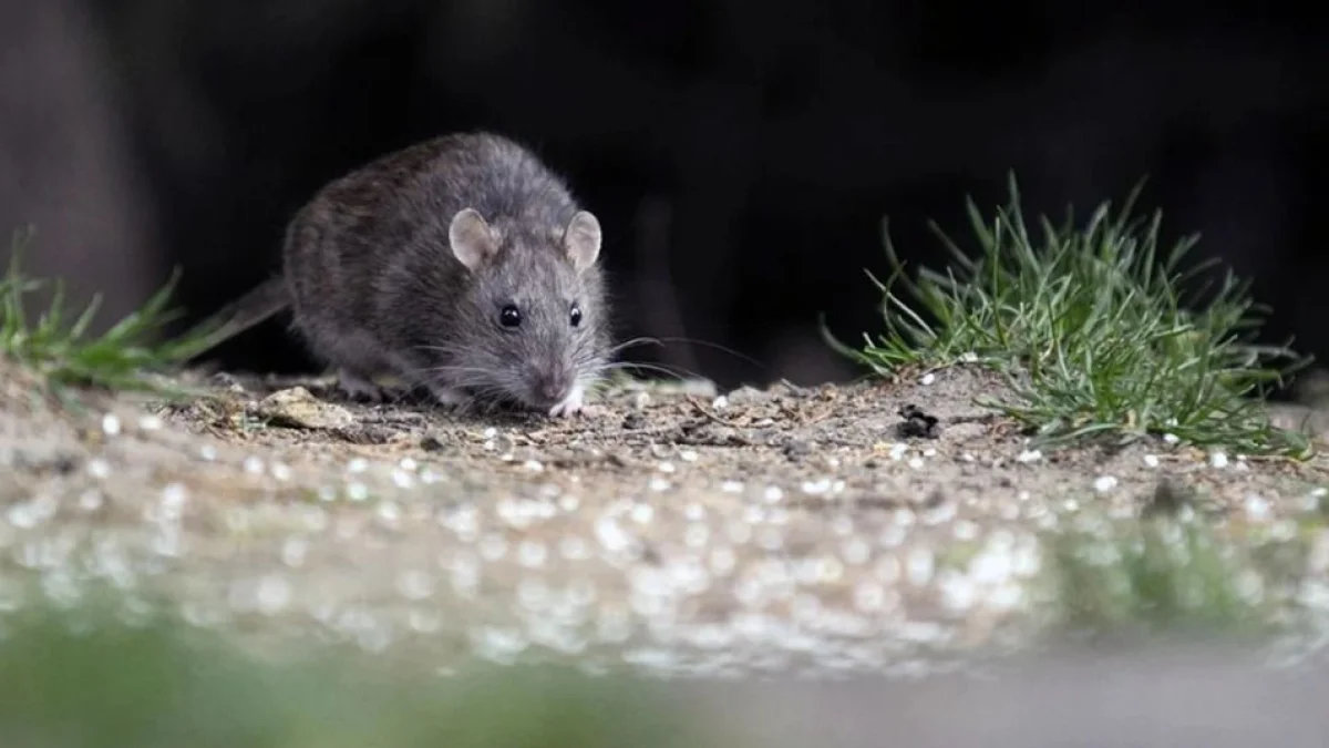 Alarma sanitaria: doce casos de hantavirus y cinco muertos